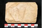Foto (Detailansicht) von Acer pseudoplatanus L. (NHMW-GEO-2024-0188-11617)